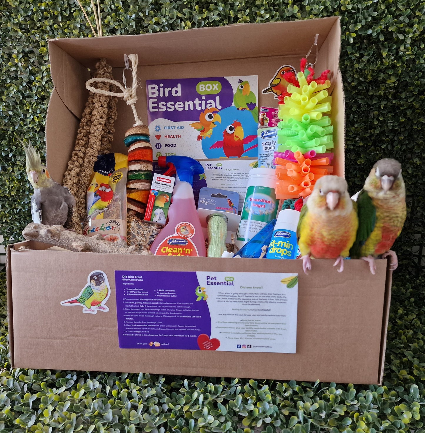 Cockatiel Basic Box