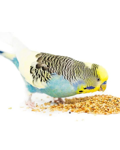 1kg Budgie Seed Complete