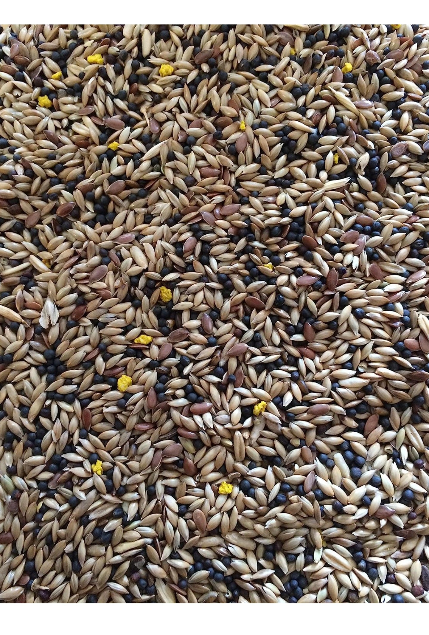 1kg Canary Seed Mix