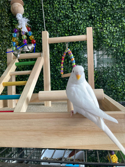 Essential Budgie Box (Small Birds)